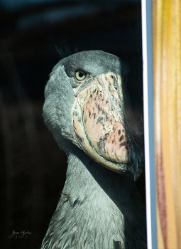 Shoebill / ***