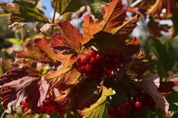 Herbst Farbe / ***