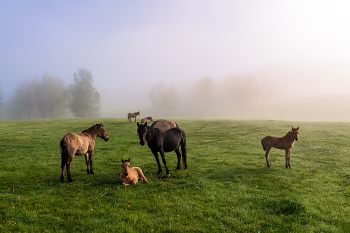 Die Suche nach einer Igel / ***
