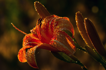 Bei Sonnenuntergang nach regen / ***