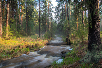 in den herbstlichen Wald / ***