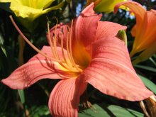 Lily / ***
