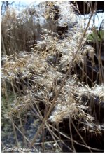 Reed. Dickicht. / ***