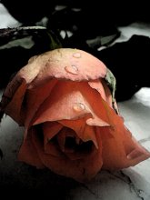 Tote Rosen / *dead rose