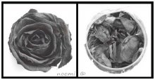 b&w rose / .....