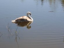 Schwan / ***