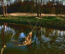 Zweig auf dem Wasser / _____