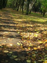 auf der Straße im Herbst / ***