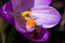 Krokusse / ***
