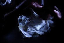 Angel / ***