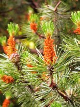 Cones / ***