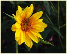 Von der Sonne ... / .....