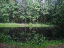 Forest Lake / ***
