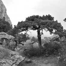 In den Bergen Katze / Kremia_2009