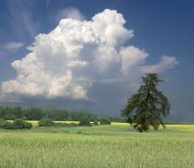 Cloud und Lärche / ***