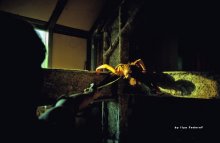 Spinne. / ***