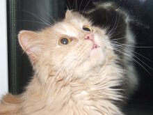 Ich will fliegen / ***