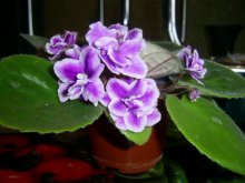 Violett / ***