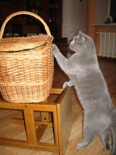 Neugierig Warwara / ***