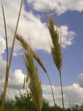 Brot / ***
