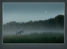 Pferd im Nebel / -----
