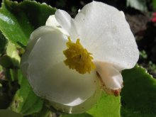 Blume / ***