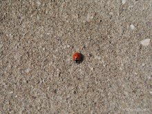 Lady-Bug / ***