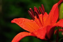 Rainy Wunder / ************