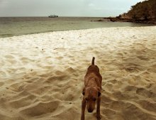 Forgotten Hund .. eine vergessene Strand .. / ..........