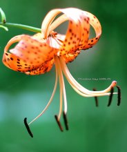 Lilium lancifolium / *****