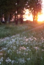 Sonnenuntergang und Löwenzahn / ***