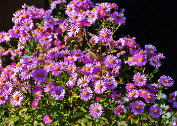 Anfang Oktober / ***