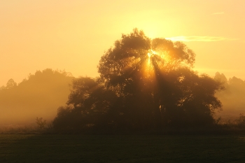 Radiant Morgen / ***