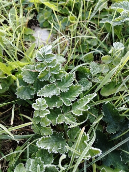 Der erste Frost / ***