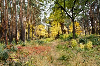 Herbstwald / ***