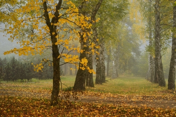 Nebliger Morgen / ***