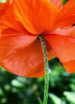 Mohn / ***