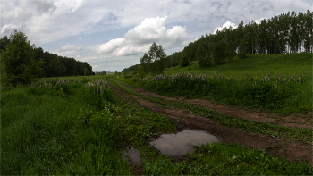 Landschaft mit Lupine / ***