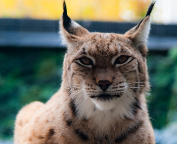 Luchs / ***