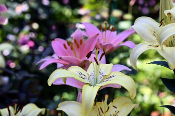 Lilien / ***
