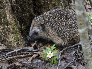 Im Wald / ***