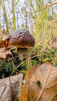 Geschenke des Herbstes / ***