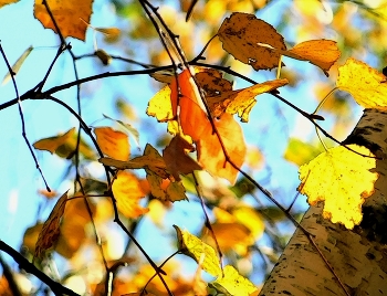 Herbst / ***