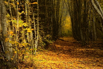 Herbst Spur / ***