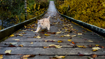 Leben rund um / ***