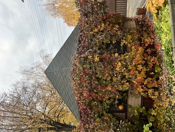 Herbst / ***