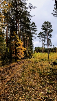 Winterwald / ***