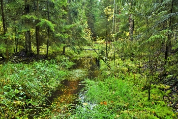 Nach der regen ... / ***