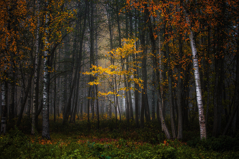 Das Schweigen der herbstlichen Wald / ***