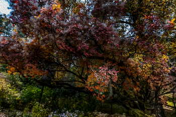 Autumn Gatchina / ***